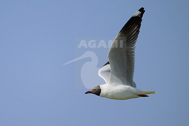 Adult Brown-headed gull, chroicocephalus brunnicephalus, in Thailand. stock-image by Agami/Sylvain Reyt,