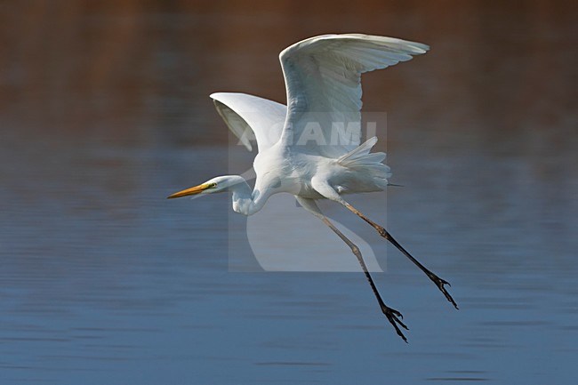 Grote Zilverreiger in de vlucht; Great Egret in flight stock-image by Agami/Daniele Occhiato,