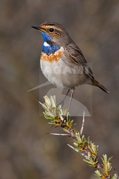 Mannetje Blauwborst; Male Bluethroat stock-image by Agami/Arnold Meijer,