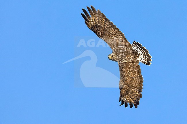 Rough-legged Buzzard (Buteo lagopus) in Norway. stock-image by Agami/Daniele Occhiato,