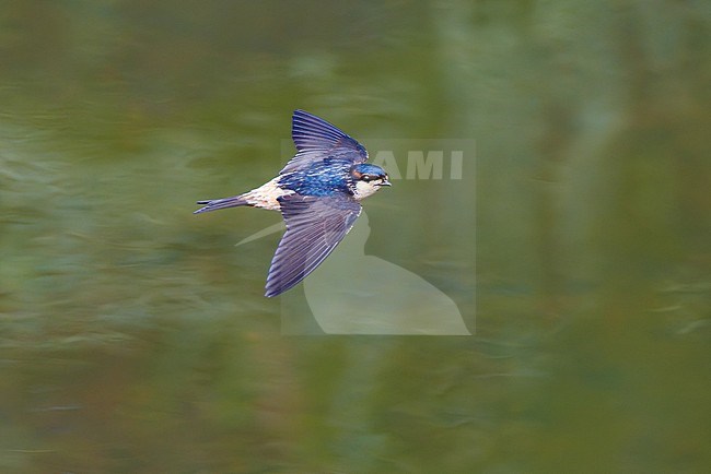 Preuss's Cliff Swallow (Petrochelidon preussi) flying above a river, Cameroon stock-image by Agami/Tomas Grim,