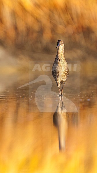 Western Water Rail - Wasserralle - Rallus aquaticus ssp. aquaticus, Greece, juvenile stock-image by Agami/Ralph Martin,