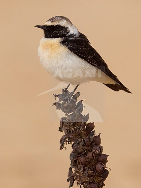 Bonte Tapuit, Pied Wheatear stock-image by Agami/Daniele Occhiato,