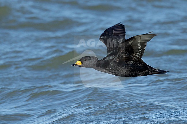 Adult male Black Scoter (Melanitta americana) in flight over Atlantic Ocean, Ocean County, New Jersey, USA. stock-image by Agami/Brian E Small,