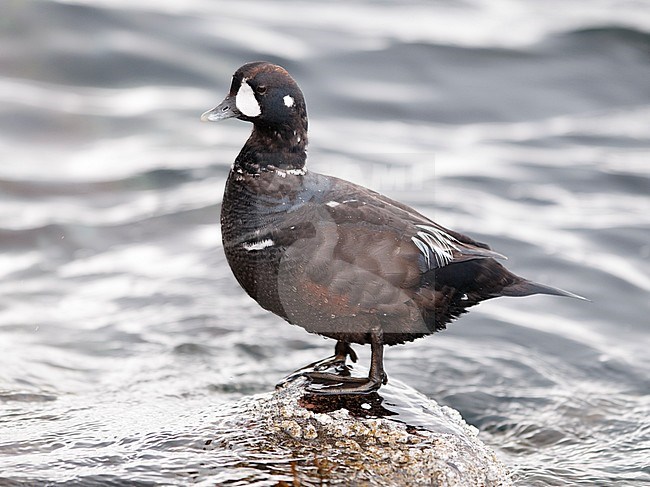 A male Harlequin Duck (Histrionicus histrionicus) in ecplise plumage. Norway stock-image by Agami/Markku Rantala,