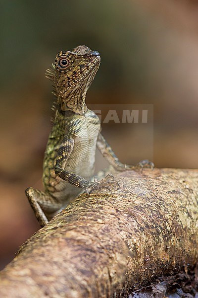 Borneo Anglehead Lizard( Gonocephalus borneensis) Perched on a branch in Borneo stock-image by Agami/Dubi Shapiro,