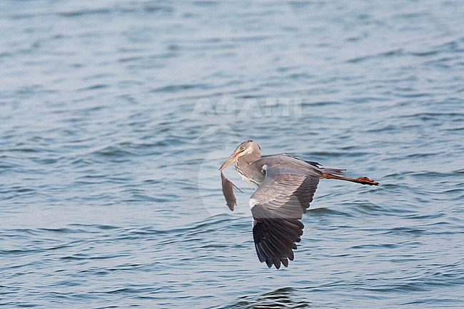 Flying Grey Heron (Ardea cinerea) with a caught rat in its beak. in flight over Markermeer near Durgerdam, Netherlands. stock-image by Agami/Marc Guyt,