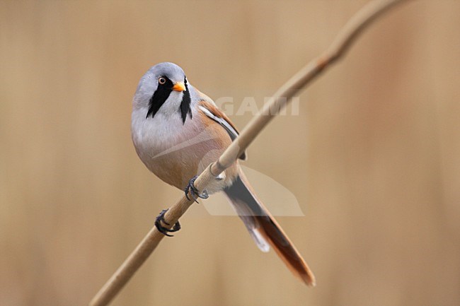 Mannetje Baardman, Bearded Reedling male stock-image by Agami/Chris van Rijswijk,