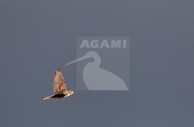 Migrating Lapland Longspur (Calcarius lapponicus) during autumn migration, in flight against dark rain clouds as background in the Netherlands stock-image by Agami/Marc Guyt,