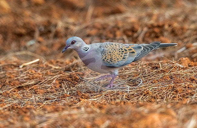 Adult Persian Turtle-Dove on the ground in Ibiza, July 2016. stock-image by Agami/Vincent Legrand,