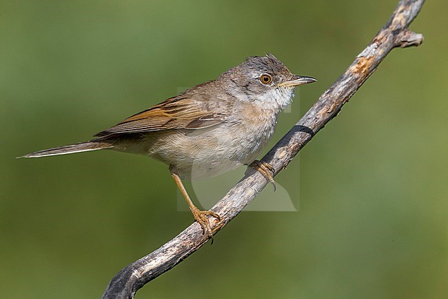 Mannetje Grasmus; Male Common Whitethroat stock-image by Agami/Daniele Occhiato,