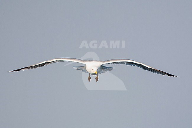 Adult Yellow-legged Gull (Larus michahellis michahellis) in flight on Lesvos, Greece. Seen directly from the front. stock-image by Agami/Marc Guyt,