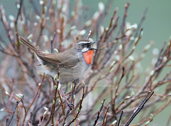 Siberian Rubythroat - Rubinkehlchen - Luscinia calliope, Russia (Ural), adult male stock-image by Agami/Ralph Martin,