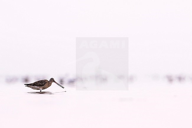 Bar-tailed Godwit - Pfuhlschnepfe - Limosa lapponica ssp. lapponica, Germany, adult female stock-image by Agami/Ralph Martin,