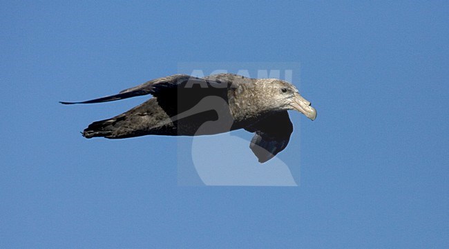 Southern Giant Petrel flying; Zuidelijke Reuzenstormvogel vliegend stock-image by Agami/Marc Guyt,