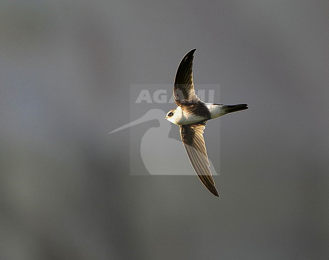 Andean Swift (Aeronautes andecolus) in Chile. stock-image by Agami/Dani Lopez-Velasco,