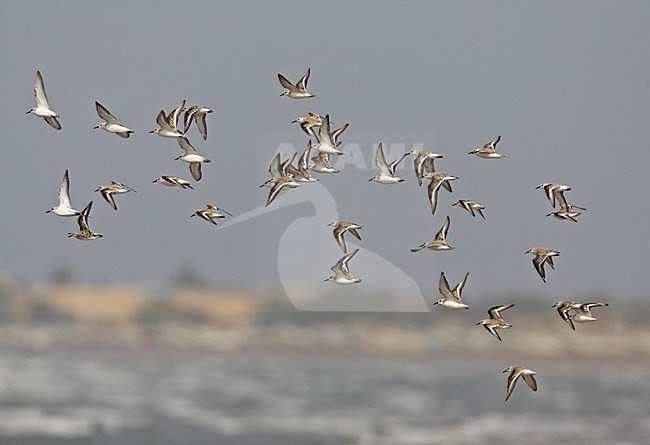 Sanderling winter plumage a group in flight, Drieteenstrandloper winter kleed een groep in vlucht stock-image by Agami/Markus Varesvuo,