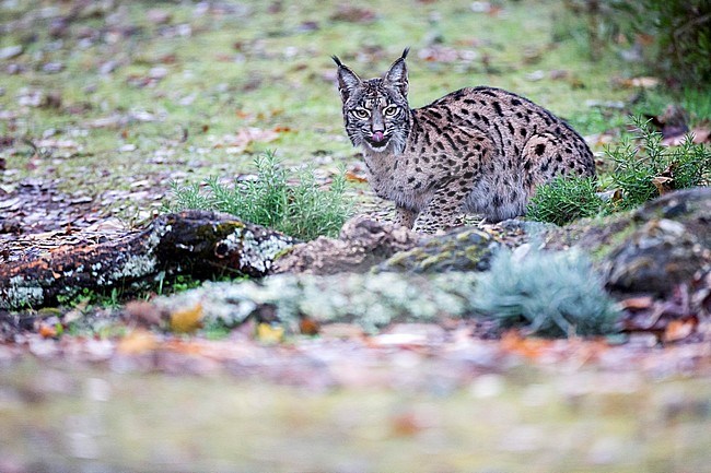 Iberian lynx (Lynx pardinus) in Cordoba, Spain. Resting on the ground, licking its lips. stock-image by Agami/Oscar Díez,