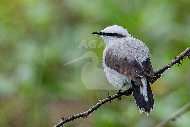 Masked Water Tyrant at REGUA, Cachoeiras de Macacu, RJ, Brazil stock-image by Agami/Tom Friedel,