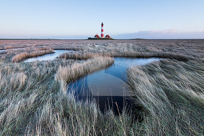 Saltmarsh at Lighthouse Westerhever, in the German Wadden Sea. stock-image by Agami/Ralph Martin,