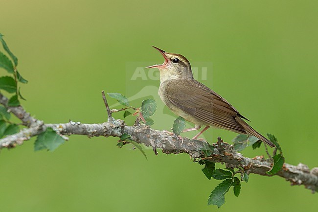 Adult
Leon Co., TX
May 2022 stock-image by Agami/Brian E Small,