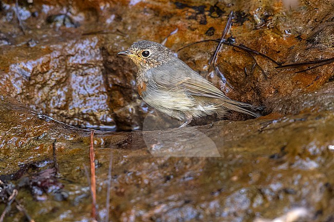 Juvenile moulting to first-winter Gran Canaria Robin (Erithacus rubecula marionae) sitting on a stream in Inagua area in Gran Canaria, Canary Islands, Spain. stock-image by Agami/Vincent Legrand,