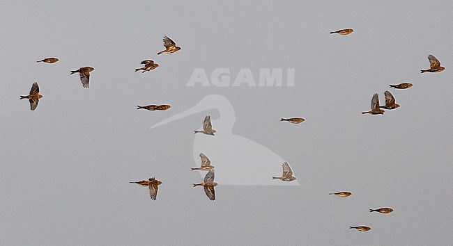 Flock of Twites (Carduelis flavirostris) flying by during winter in The Netherlands. stock-image by Agami/Edwin Winkel,
