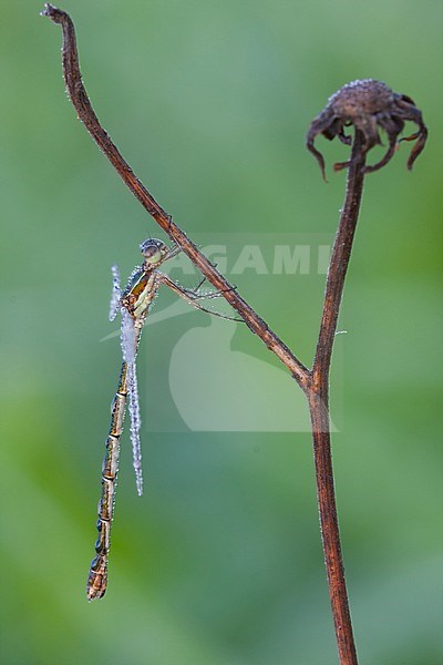 Sympecma fusca - Common Winter Damselfly - Gemeine Winterlibelle, Germany (Baden-Württemberg), imago stock-image by Agami/Ralph Martin,