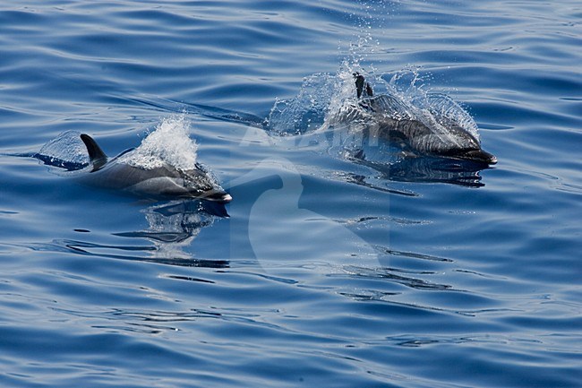 Twee Pantropische gevlekte dolfijnen, Two Pantropical spotted dolphins stock-image by Agami/Menno van Duijn,