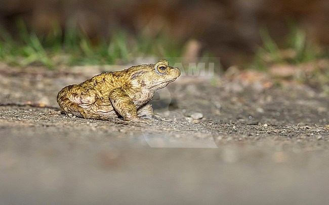European Toad (Bufo bufo) sittting on the track at night in Rouge-Cloître, Auderghem, Brussels, Belgium. stock-image by Agami/Vincent Legrand,