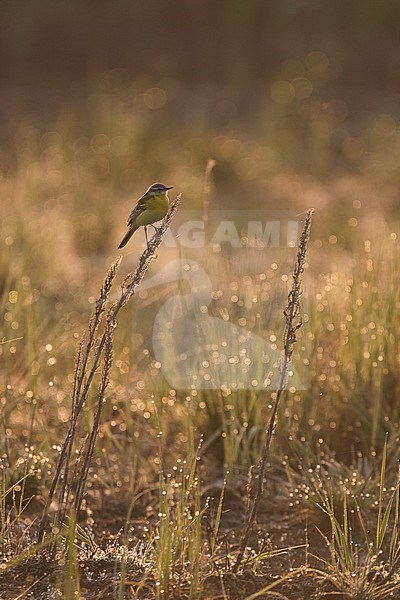 Sykes Wagtail - Schafstelze - Motacilla flava ssp. beema, Russia, adult male stock-image by Agami/Ralph Martin,