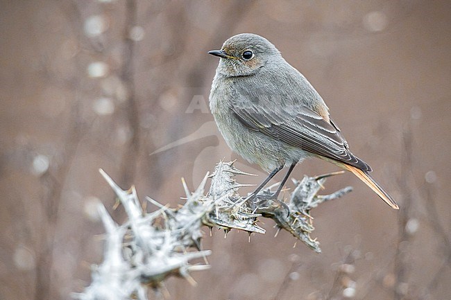 Wintering female Black Redstart (Phoenicurus ochruros gibraltariensis) in Italy. stock-image by Agami/Daniele Occhiato,