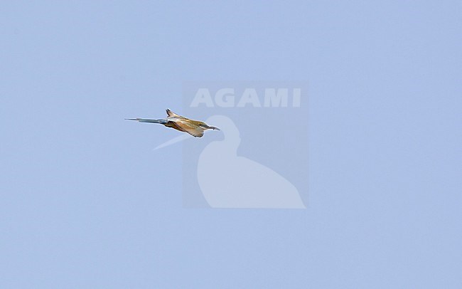 Blue-tailed Bee-eater (Merops philippinus) in flight at Petchaburi, Thailand stock-image by Agami/Helge Sorensen,