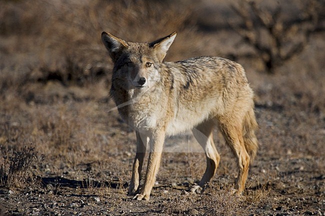 Prairie wolf in Joshua Tree NP USA, Coyote at Joshua Tree NP USA stock-image by Agami/Martijn Verdoes,