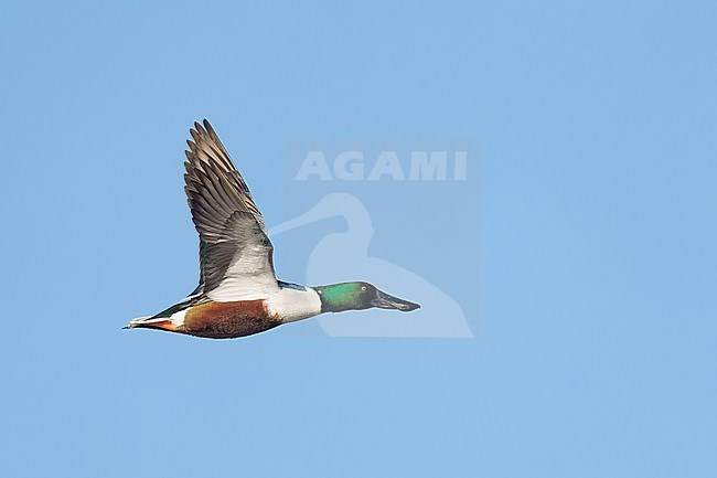 Adult male
Riverside Co., CA
January 2022 stock-image by Agami/Brian E Small,