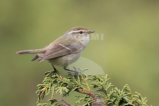 Humes Leaf Warbler - Tienschan-Laubsänger - Phyllsocopus humei ssp. humei, Kyrgyzstan stock-image by Agami/Ralph Martin,