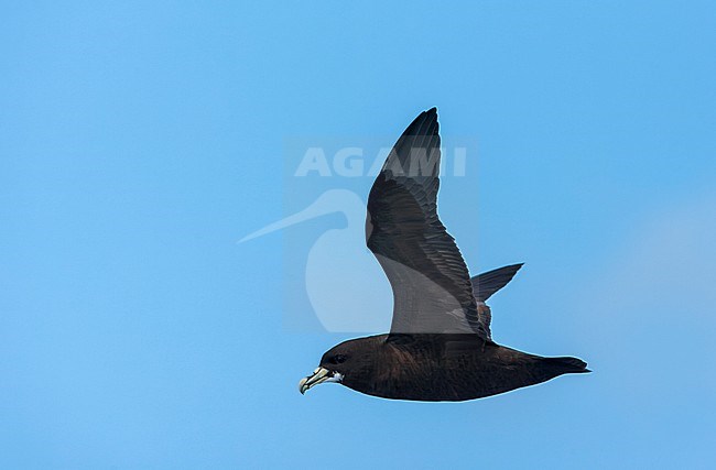 White-chinned petrel, Procellaria aequinoctialis aequinoctialis, in the southern Atlantic ocean. stock-image by Agami/Marc Guyt,