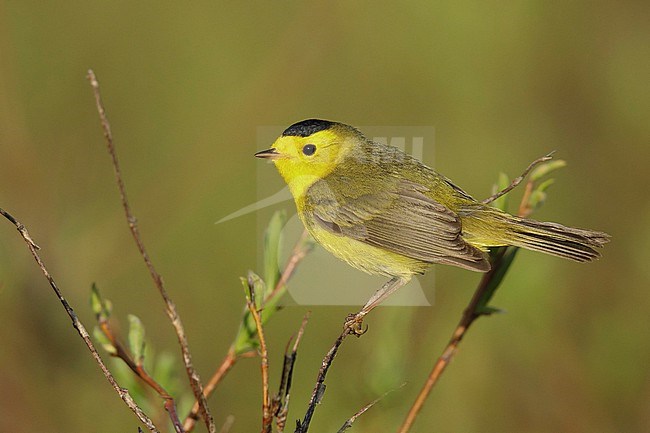 Adult male
Seward Peninsula, AK
June 2018 stock-image by Agami/Brian E Small,