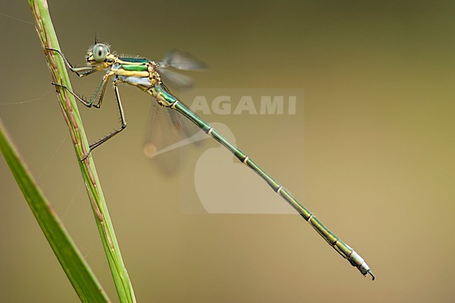 Mannetje Chlorolestes fasciatus, Male Mountain Malachite stock-image by Agami/Wil Leurs,