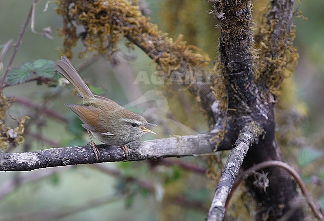 Adult Hume’s Bush Warbler (Horornis brunnescens) perched in understory of forest in the Indian Himalayas. stock-image by Agami/James Eaton,
