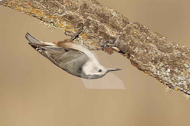 Adult female
Santa Barbara Co., CA
November 2021 stock-image by Agami/Brian E Small,