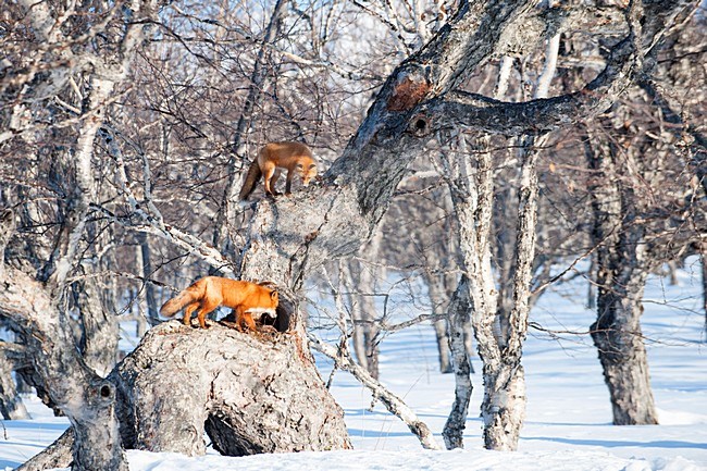 Vossen in een boom, Red Foxes in a tree stock-image by Agami/Sergey Gorshkov,