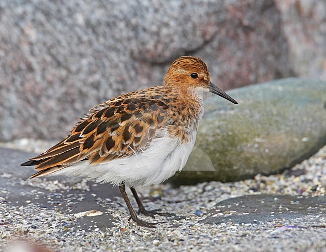 Little Stint adult; Kleine Strandloper volwassen stock-image by Agami/Markus Varesvuo,