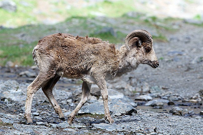The Argali, or the mountain sheep (species Ovis ammon) is a wild sheep that roams the highlands of Central Asia (Himalaya, Tibet, Altay). stock-image by Agami/James Eaton,