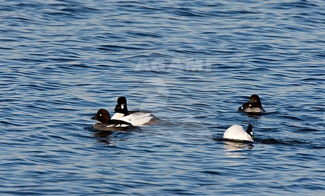 Brilduikers baltsend; Common Goldeneyes displaying stock-image by Agami/Roy de Haas,