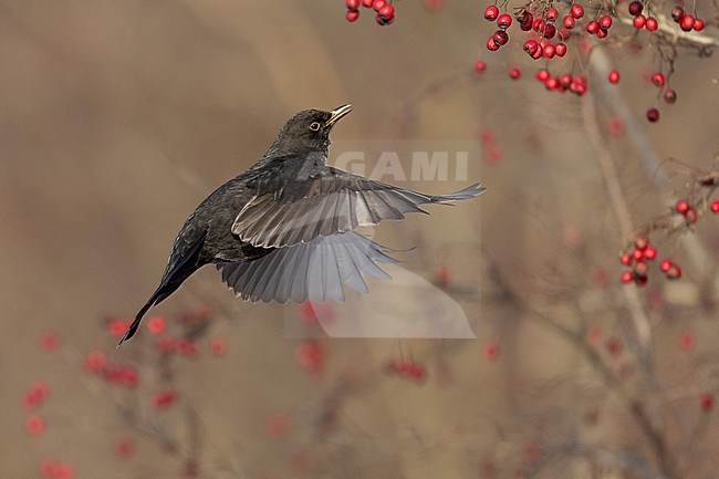 First-winter male Common Blackbird (Turdus merula) catching a berry on the wing at Rudersdal, Denmark stock-image by Agami/Helge Sorensen,