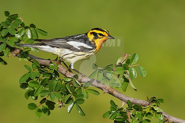 Adult male
Galveston Co., TX
April 2014 stock-image by Agami/Brian E Small,