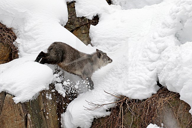 Japanese serow (Capricornis crispus) in the snow stock-image by Agami/Pete Morris,