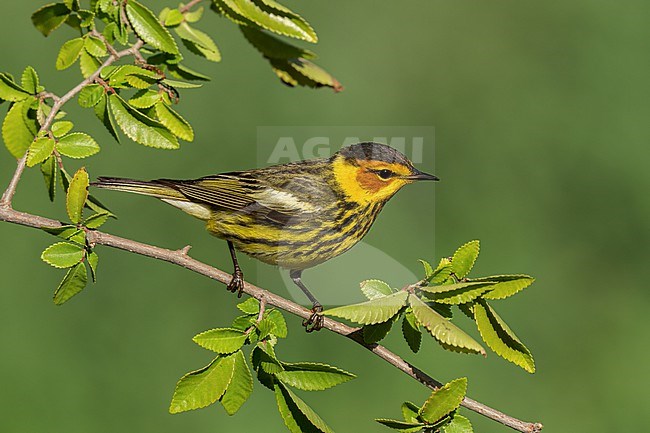 Adult male
Galveston Co., TX
April 2022 stock-image by Agami/Brian E Small,