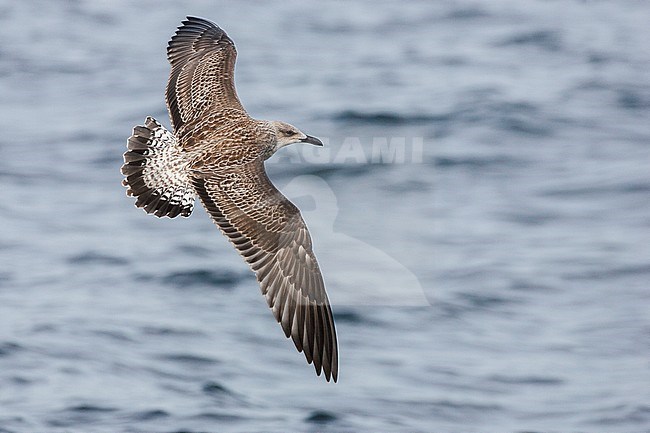 Onvolwassen Kleine Mantelmeeuw vliegend; Lesser Black-backed Gull juvenile flying stock-image by Agami/Menno van Duijn,